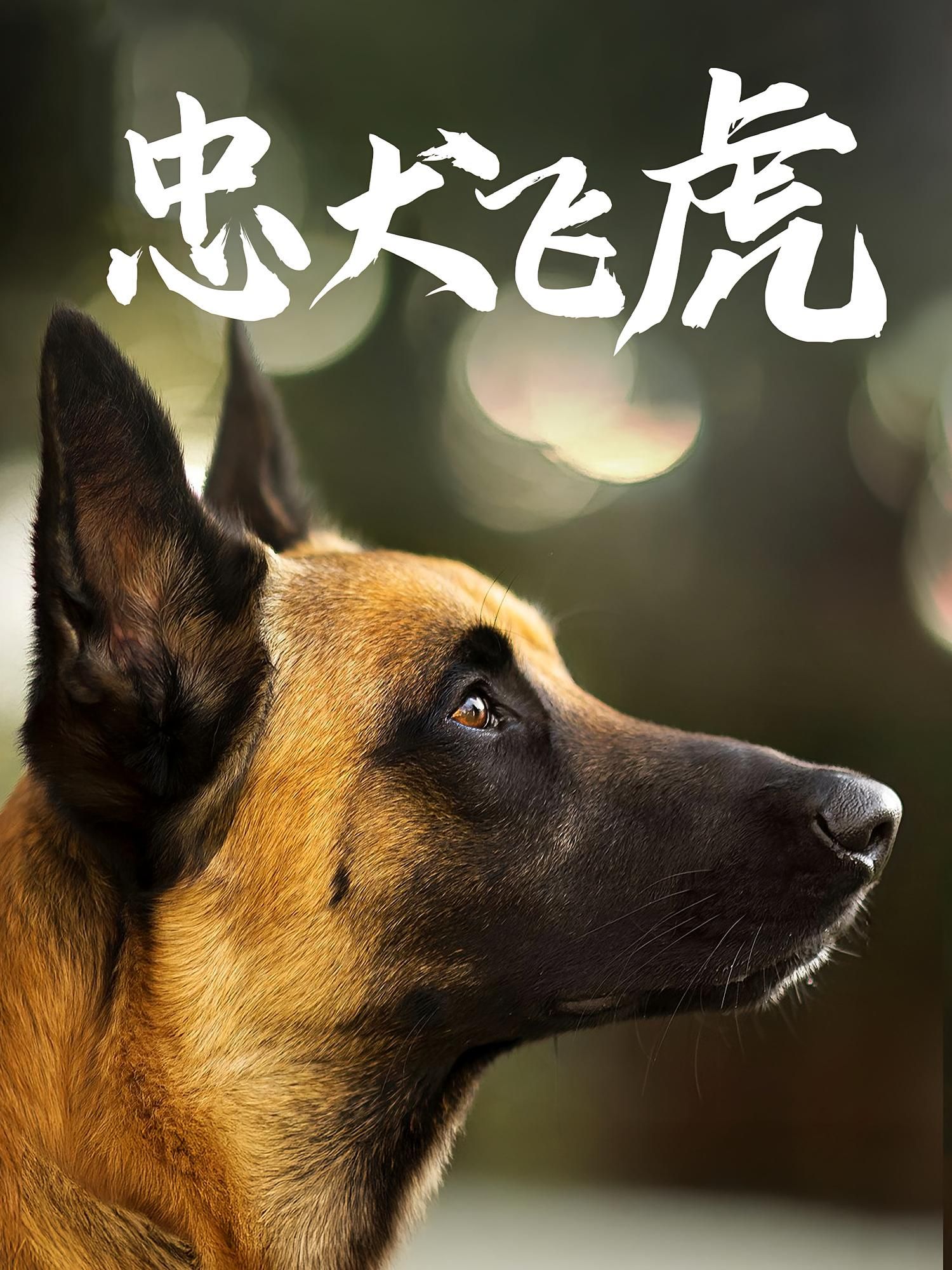 热门短剧忠犬飞虎33集全集未删减版 吴桂洲谭镁纶主演 免费在线观看 百度网盘夸克网盘资源速存下载 未删减版完整版资源分享  第1张